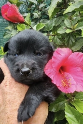 German Shepherd Dog  puppies for sale