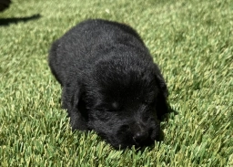 German Shepherd Dog  puppies for sale