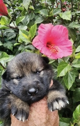 German Shepherd Dog  puppies for sale