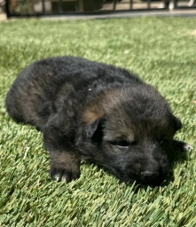 German Shepherd Dog  puppies for sale