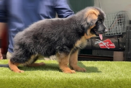 Fausto  puppies for sale