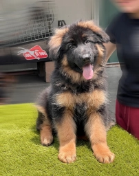 Fausto  puppies for sale