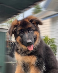 Fayi  puppies for sale