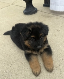Sarge  puppies for sale
