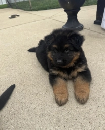 Sarge  puppies for sale