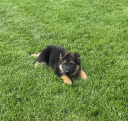 Princess  puppies for sale
