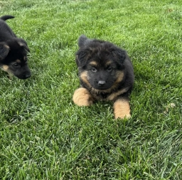 Princess  puppies for sale