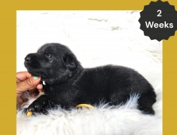 AKC Black Long Coat - KG Gold  puppies for sale