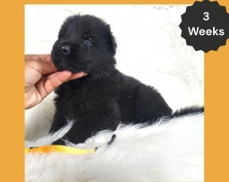 AKC Black Long Coat - KG Gold  puppies for sale