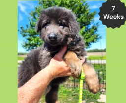 AKC Blue & Tan LH - ZA Lime  puppies for sale