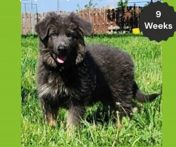 AKC Blue & Tan LH - ZA Lime  puppies for sale