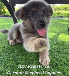 AKC-Princess  puppies for sale