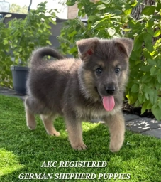 AKC-Royal  puppies for sale