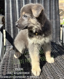 AKC-Pearl  puppies for sale