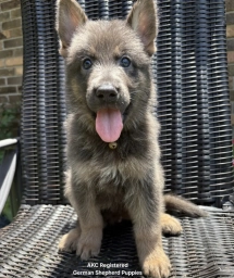 AKC-Sahara  puppies for sale