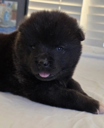RUGER RESERVED  puppies for sale