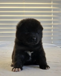 RUGER RESERVED  puppies for sale