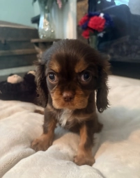 Layla  puppies for sale