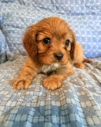 Charlie  puppies for sale