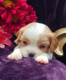 Faith  puppies for sale