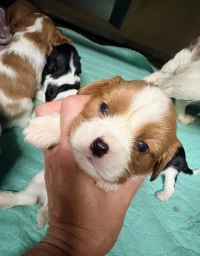 Winny  puppies for sale