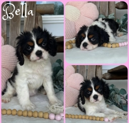 Bella  puppies for sale