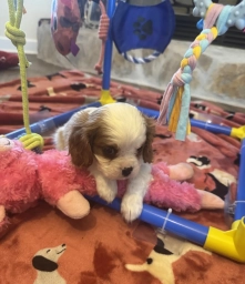 Benny  puppies for sale