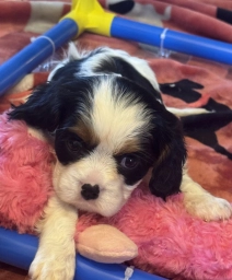 Mandy akc  puppies for sale