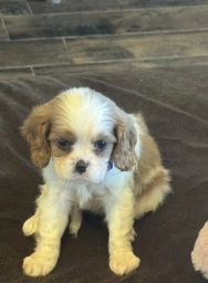 Ellie  puppies for sale