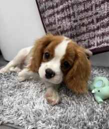 AKC Champ  puppies for sale