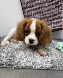 AKC Champ  puppies for sale