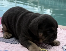 Chocolate girl  puppies for sale