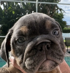 Chocolate girl  puppies for sale