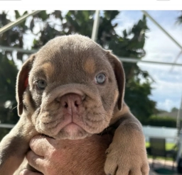 Lilac girl  puppies for sale