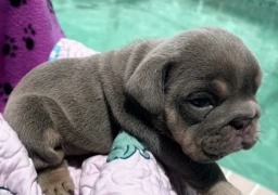 Lilac girl  puppies for sale
