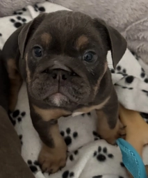 Choco-girl  puppies for sale