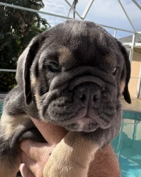 Choco-girl  puppies for sale