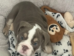 Lilac White girl  puppies for sale