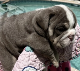 Lilac White girl  puppies for sale