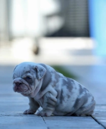 Tokio  puppies for sale