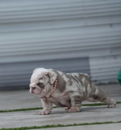 Tokio  puppies for sale