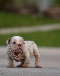 Gale  puppies for sale