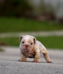 Gale  puppies for sale