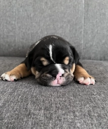 Black Tri Female  puppies for sale