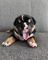 Black Tri Female  puppies for sale