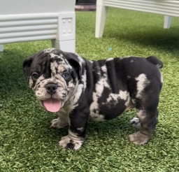 Merle Male  puppies for sale