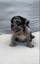 Merle Male  puppies for sale