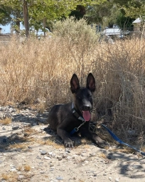 Belgi  puppies for sale