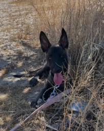 Mali  puppies for sale