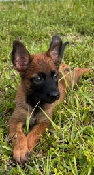 Yellow collar  puppies for sale